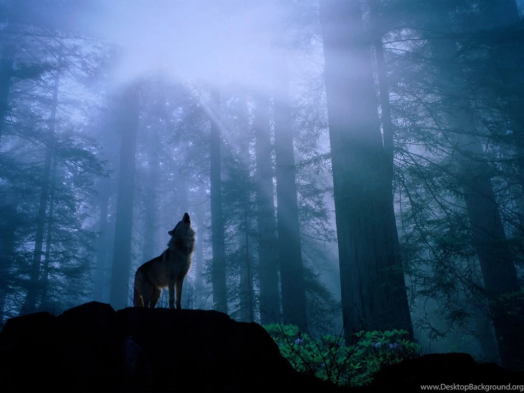 Hd Desktop Wallpapers Wolf 3d Hd Pictures.