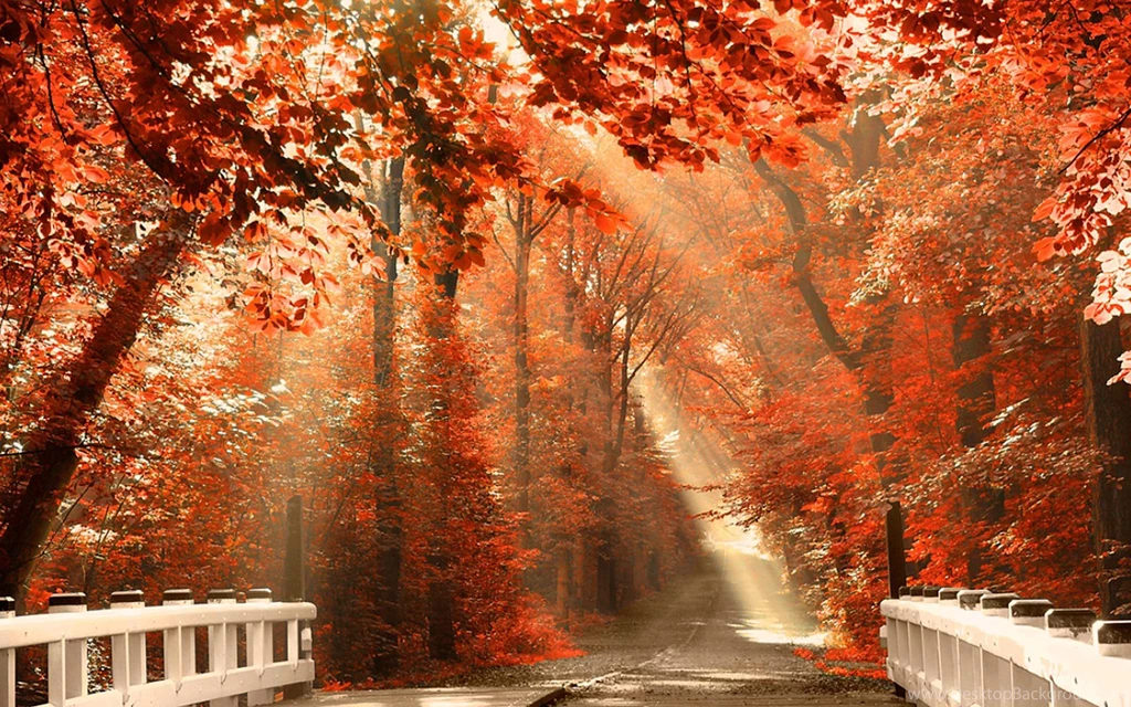 Autumn Willow Tree Nature Wallpaper Images Hd Desktop 42990203 ...