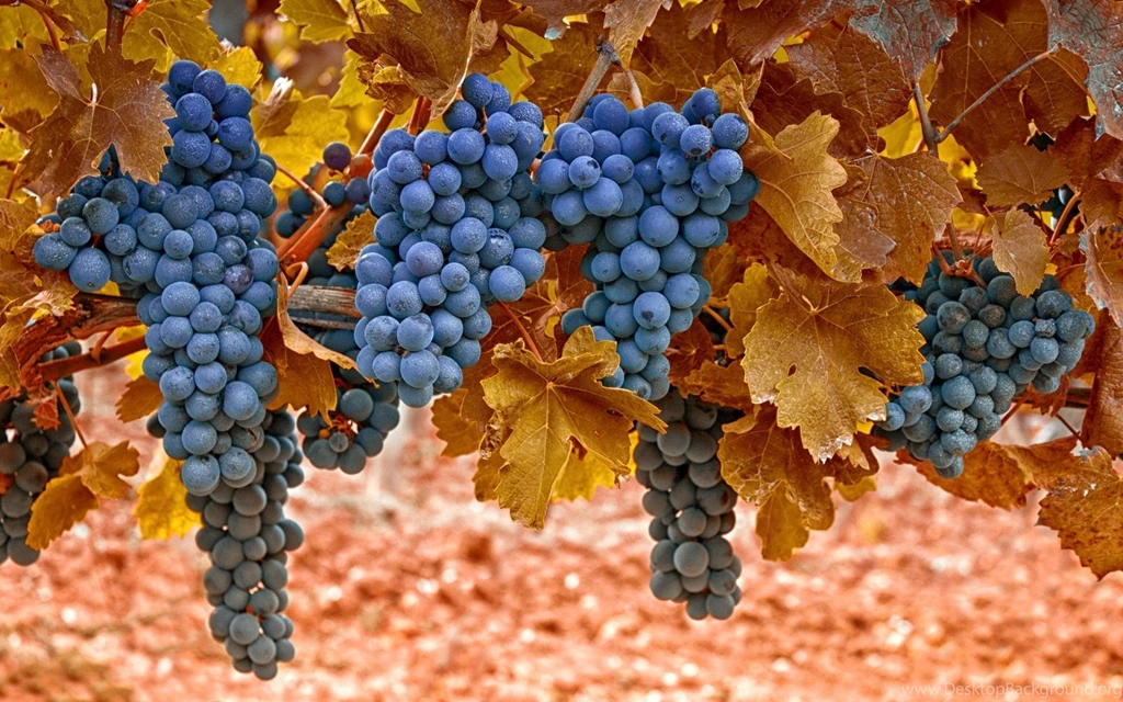 Grapes Leaves Macro Autumn Nature Wallpapers