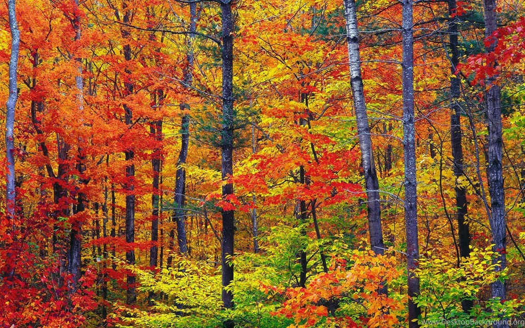 Download Vibrant Autumn Colors Wallpapers Autumn Nature Wallpapers ...