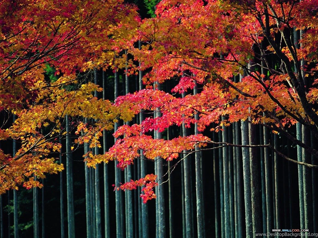 Nature Actress Autumn Bollywood Natural
