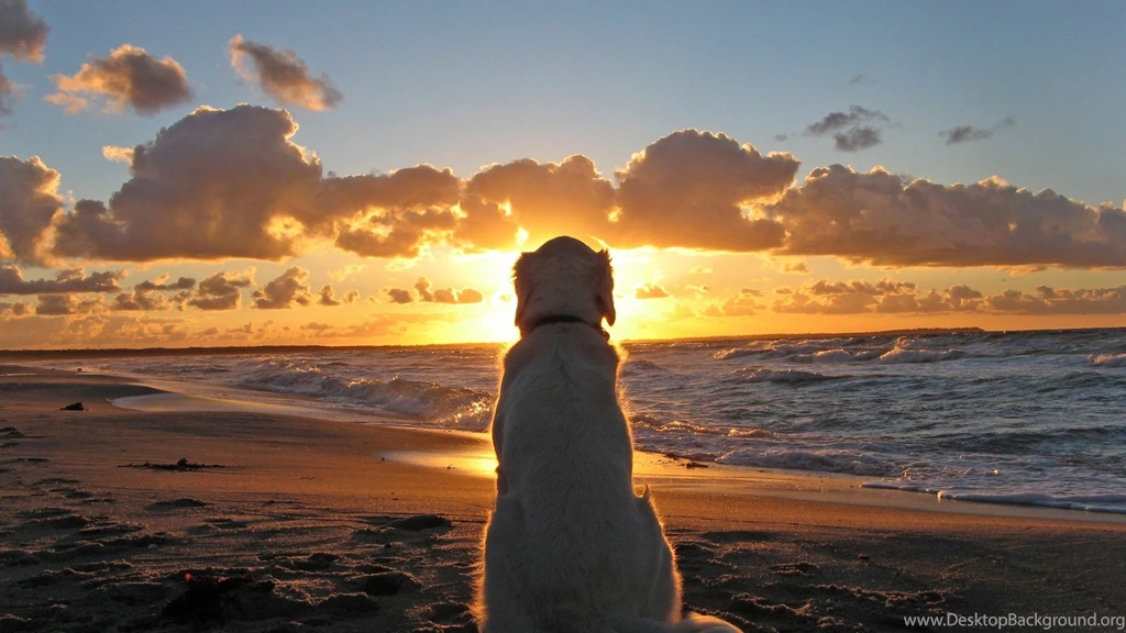 Beach Sunset Wallpapers Collection (30+)