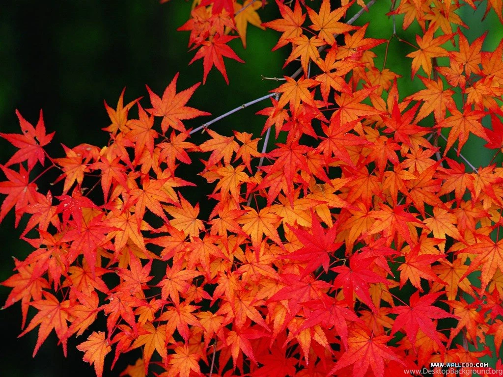 Autumn Wallpapers Maple Elephants Found