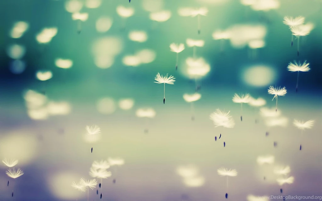 Cute Hd Wallpapers