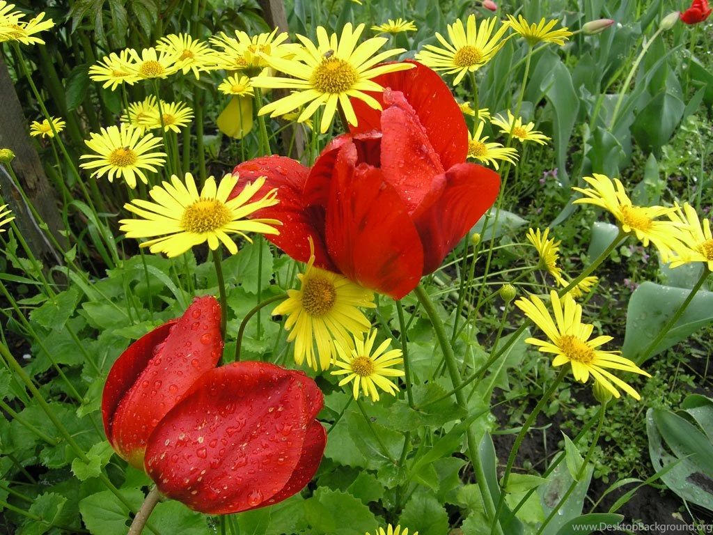 Free Wallpapers 8b3   HD Wallpapers