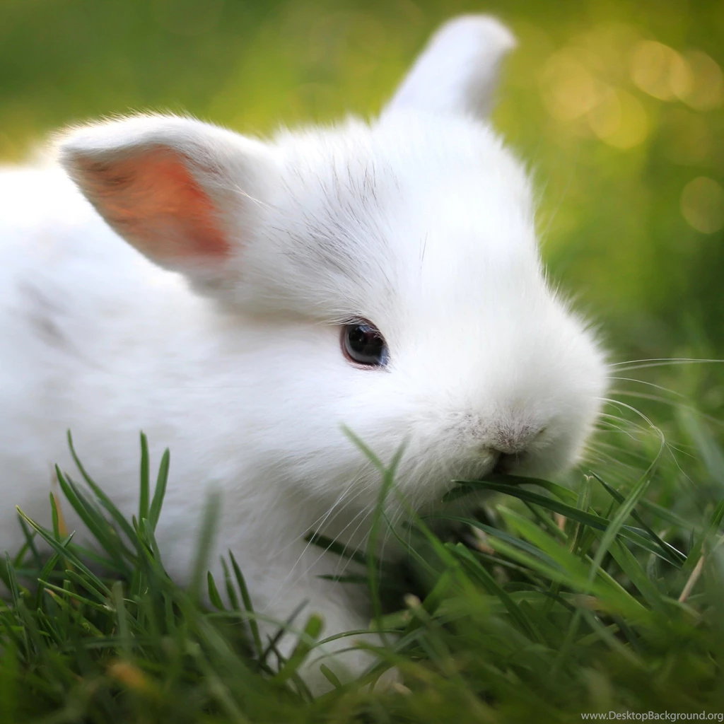 Download Wallpapers 2048x2048 Rabbit, Grass, Food, Cute New iPad ...