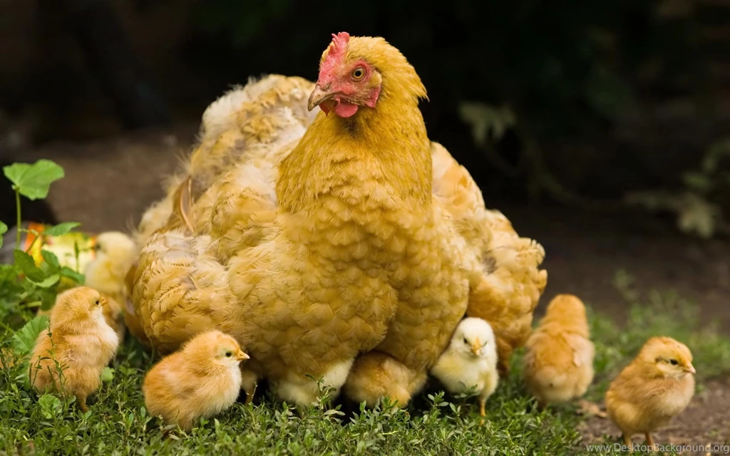 Desktop Wallpapers · Gallery · Animals · Chicken And Chicks