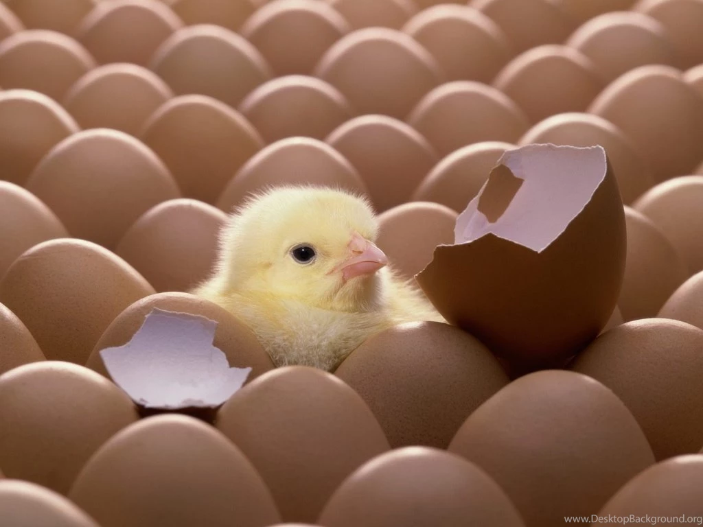 7 Cute Easter Chicks Wallpapers