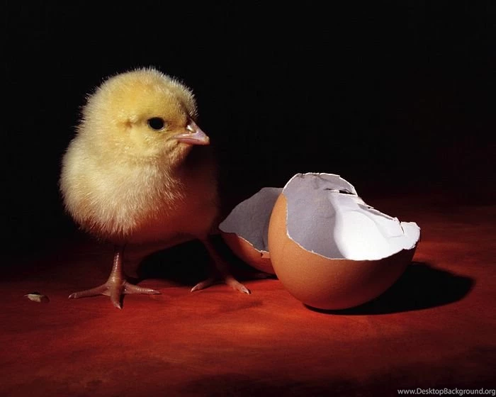 7 Cute Easter Chicks Wallpapers