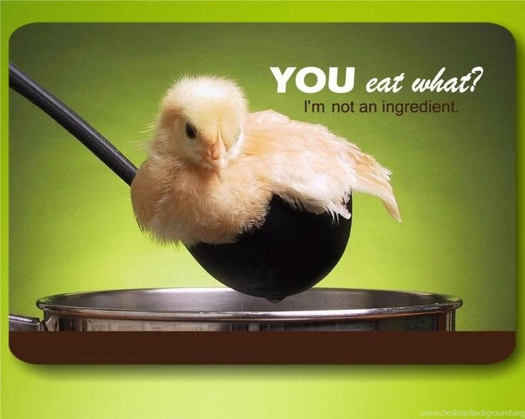 Don't Eat Cute Chicks Chicken Food Vegan HD Wallpapers
