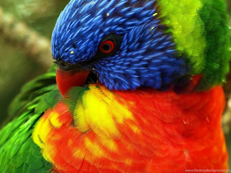 Closeup Birds Animals 2048x1536 Wallpapers – Animals Birds HD ...