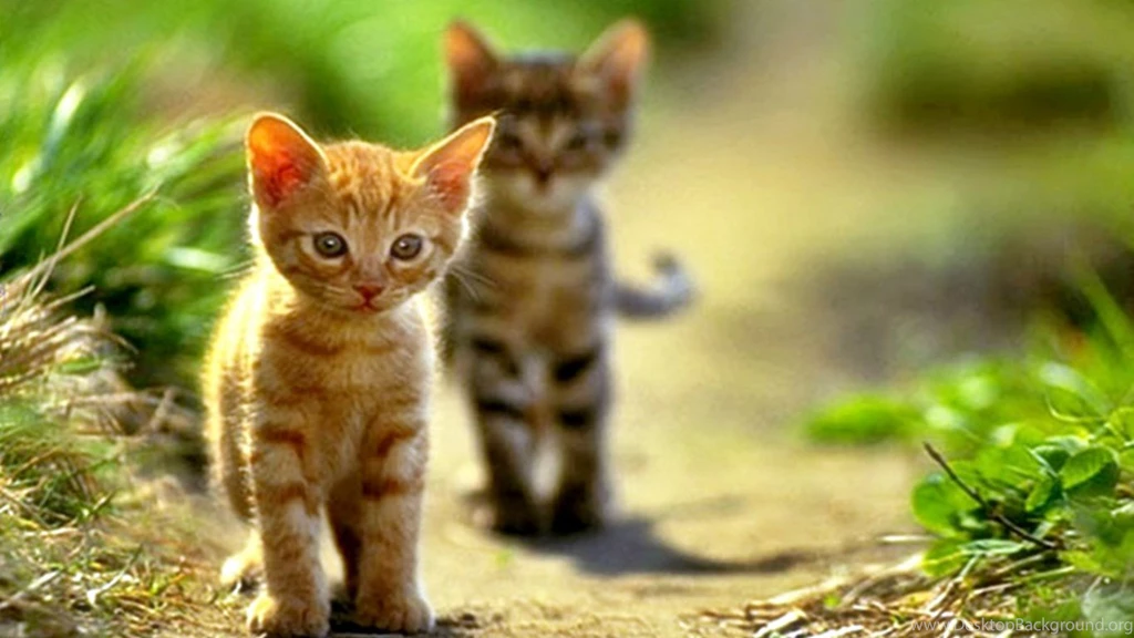 Cute Couple Cat Wallpapers Desktop Background