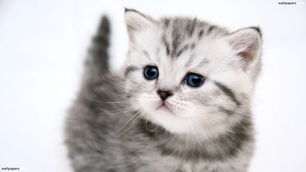 Cats And Kittens Wallpapers Wallpaper.