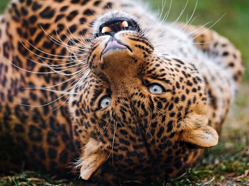 Female Leopard Rolling Widescreen Wallpapers