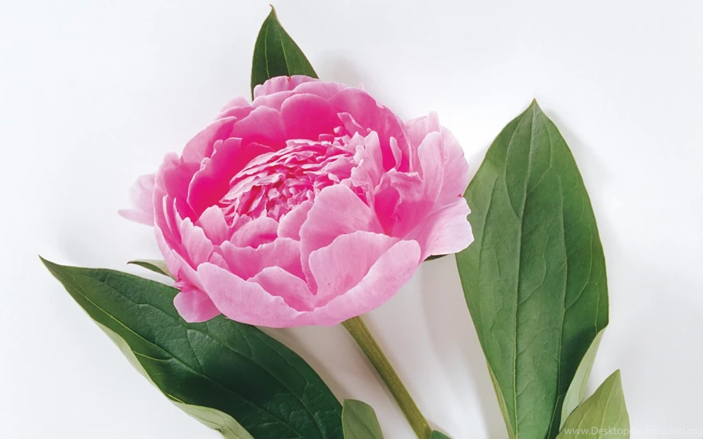 Rose Flower Wallpapers For Desktop HD Wallpapers And Pictures