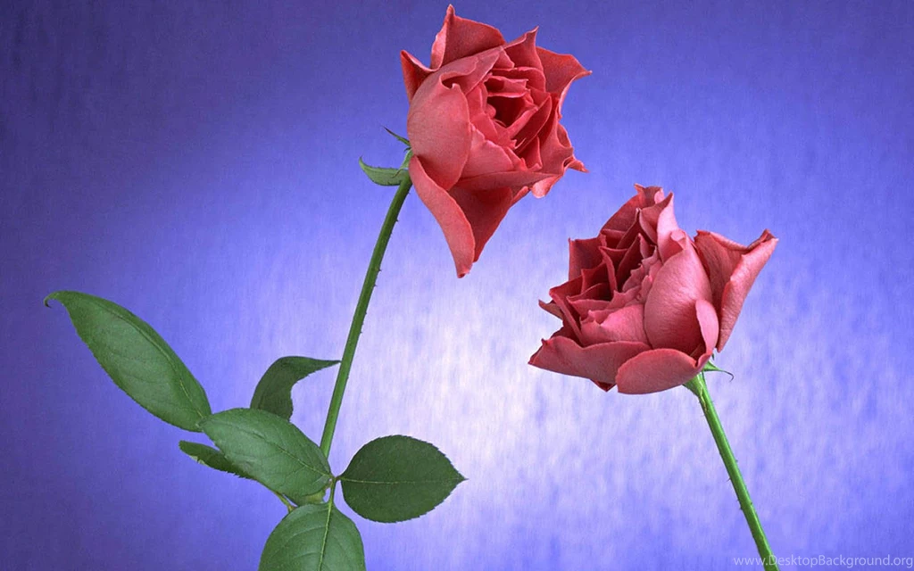Wallpapers: Rose Flowers Wallpapers