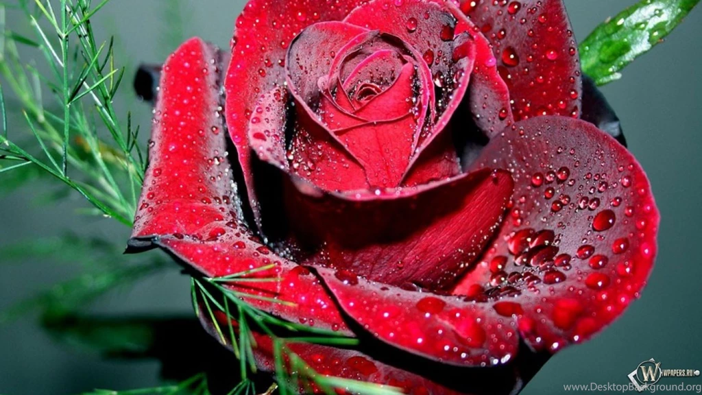 Red Rose Flowers, Flowers Wallpapers, Rose Wallpapers, Rose ...