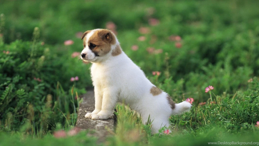 Puppy Wallpapers Download Free GB7