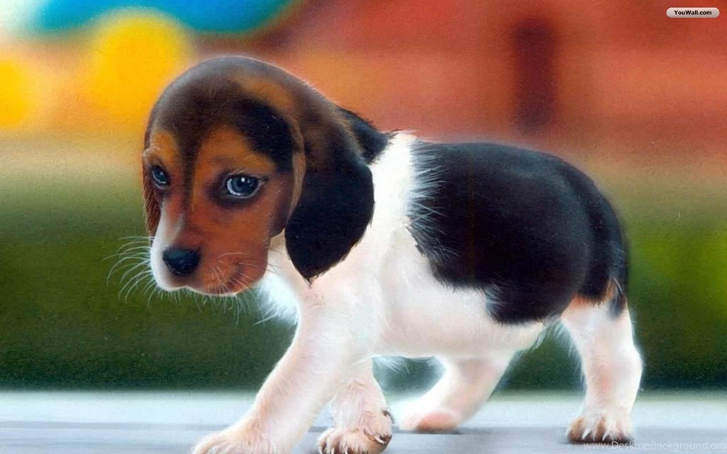 Puppy Wallpapers