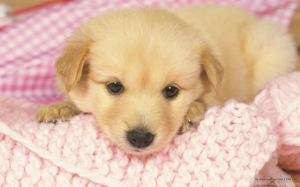 Puppy Wallpapers Free Wallpapers Cave