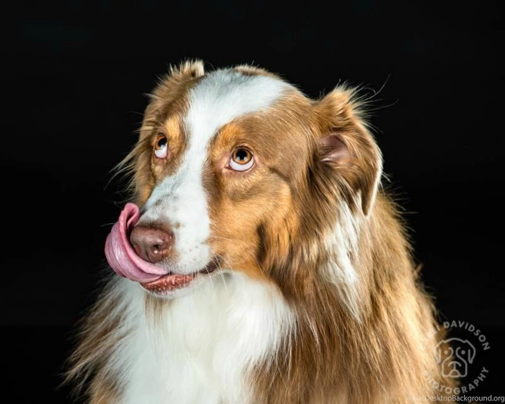 Cool Animals, Download Dog Wallpapers, Free Images, Hairy Dogs ...