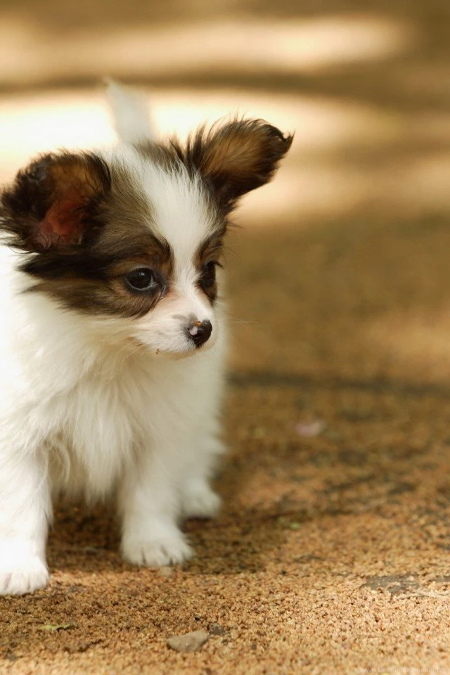 Download Free Cute Puppy Wallpapers For Mobile (6). Download Cute ...