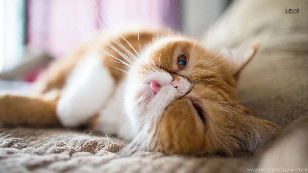 Persian Cat Wallpapers HD Download