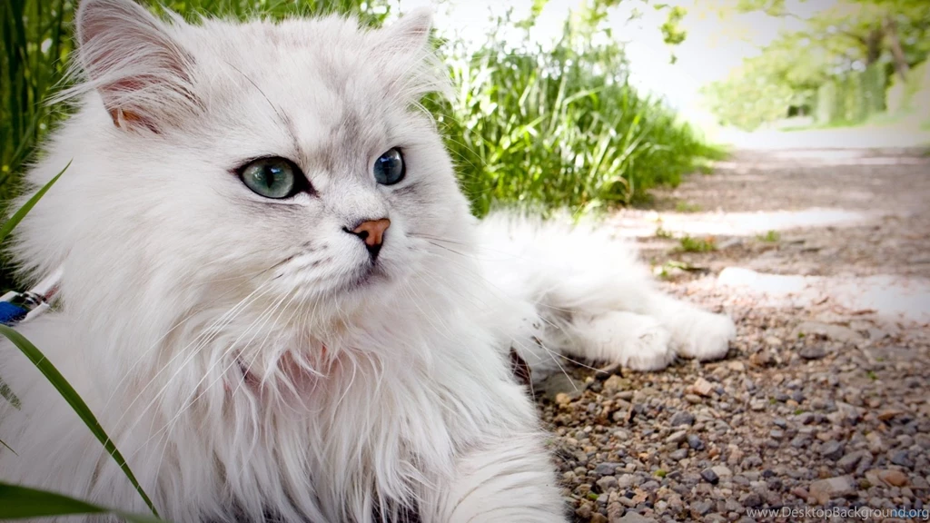 Persian Cat Hd Wallpapers