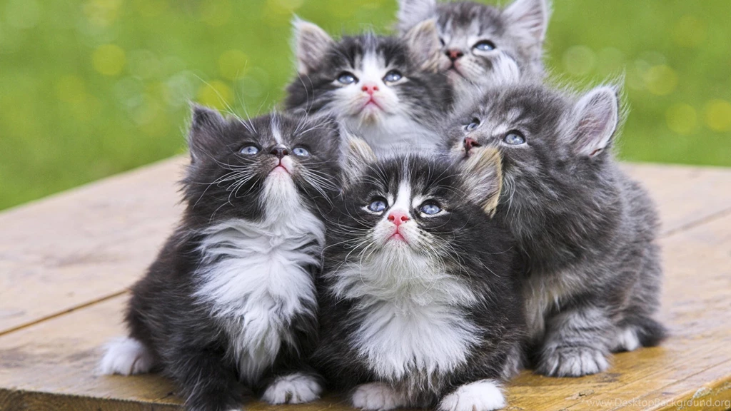 Persian Cat Images