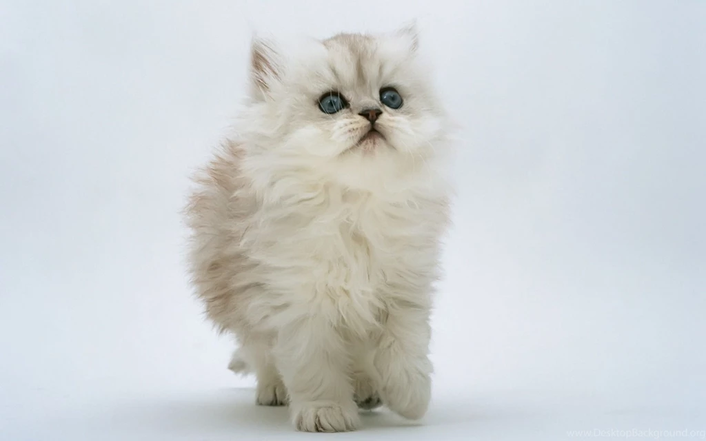 Persian Cat – Daily Backgrounds In HD