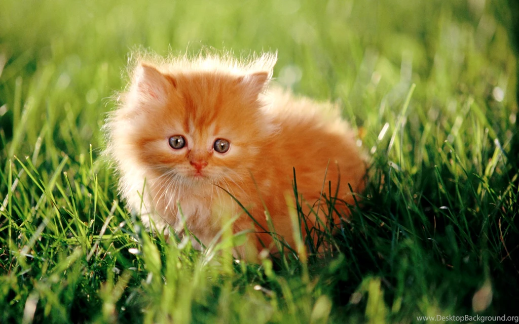 Persian Cat Hd Wallpapers
