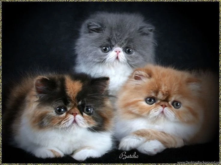 Persian Cats