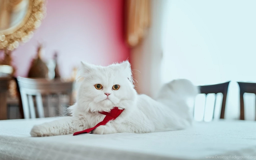 White Persian Cat Wallpapers Download For Desktop & Mobile