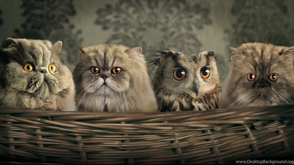 Persian Cats HD Wallpapers