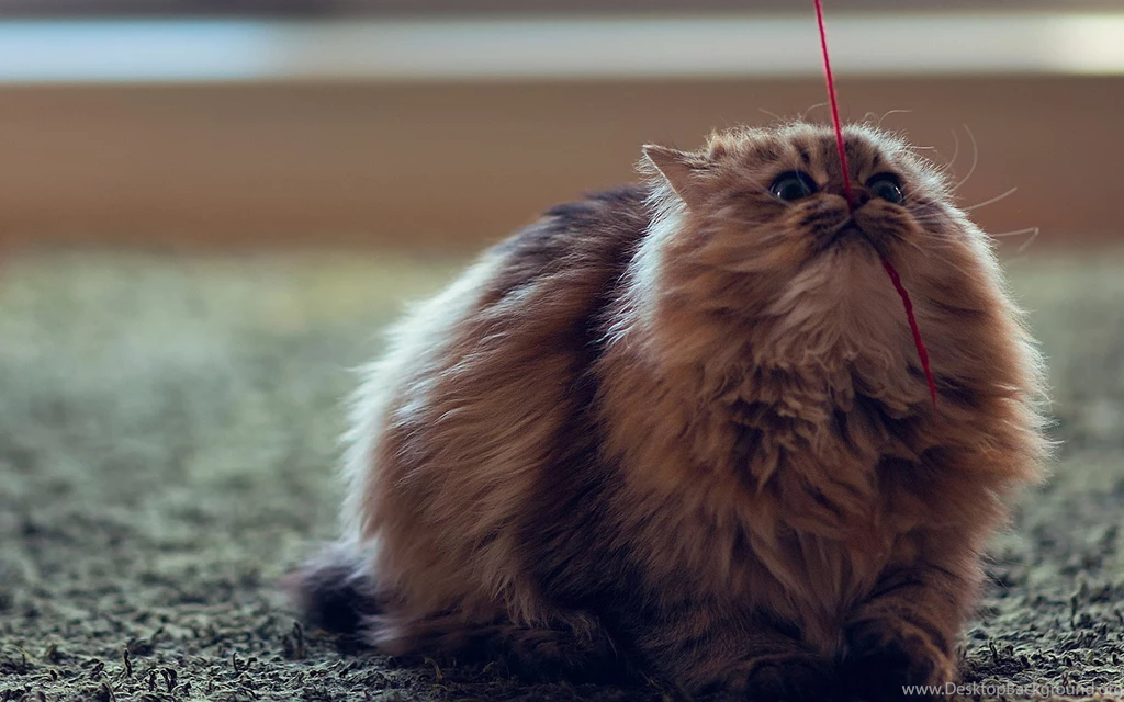 Persian Cat Playing With Red Thread