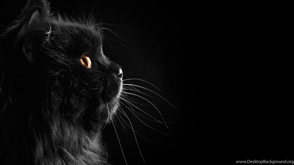 Persian HD Cat Wallpapers