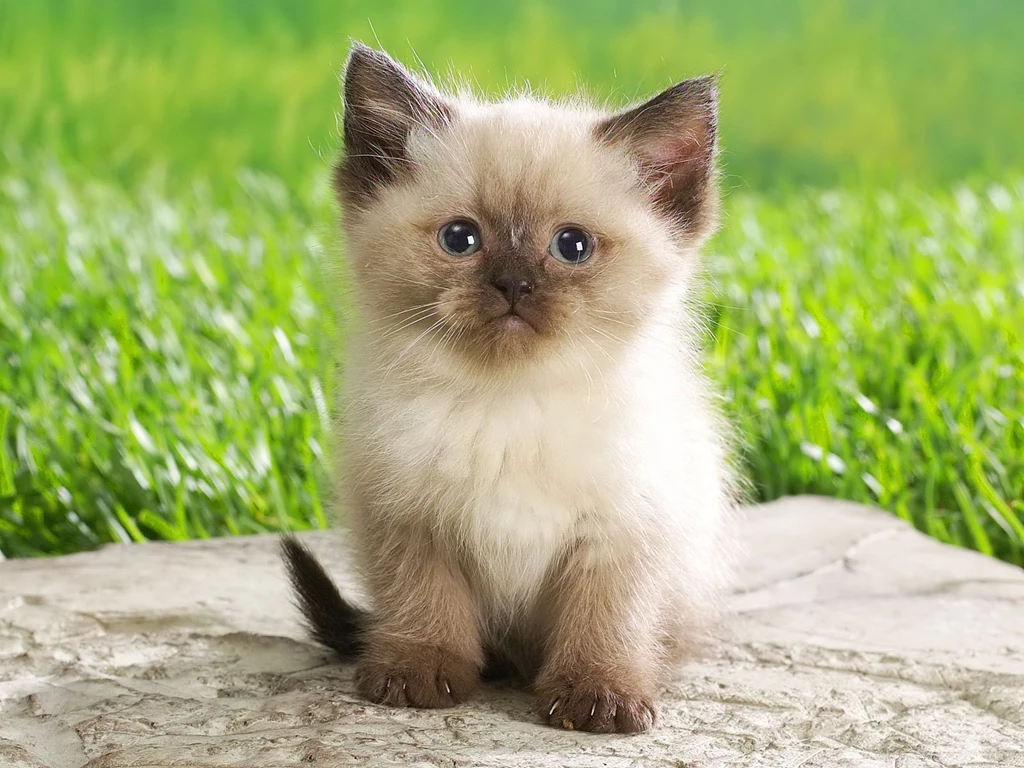 Persian Cat Wallpapers