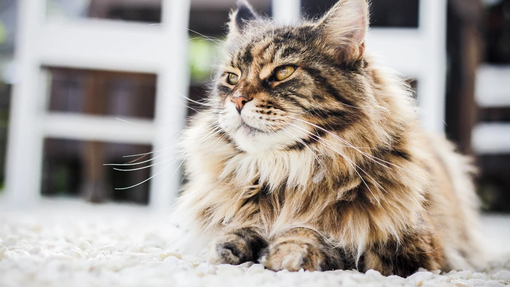 Persian Cat HD Wallpapers. 4K Wallpapers