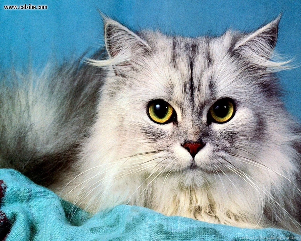 Animals: Grey Persian Cat, Picture Nr. 9778