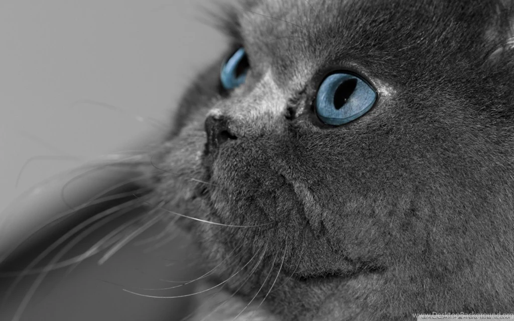 Grey Persian Cat Wallpapers
