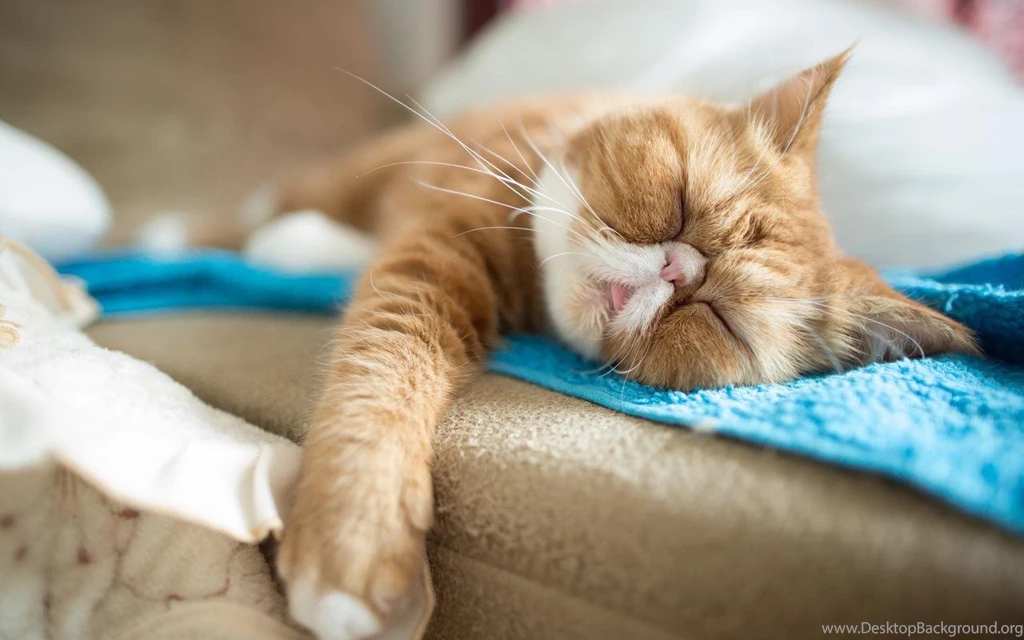 Persian Cat Live Wallpapers Android Apps On Google Play