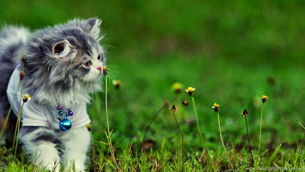 Persian Cats Hd (High Definition) Wallpapers