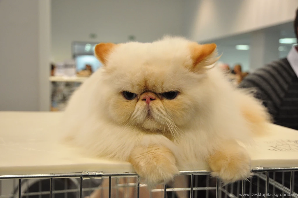 Persian Cat Wallpapers Album On Imgur