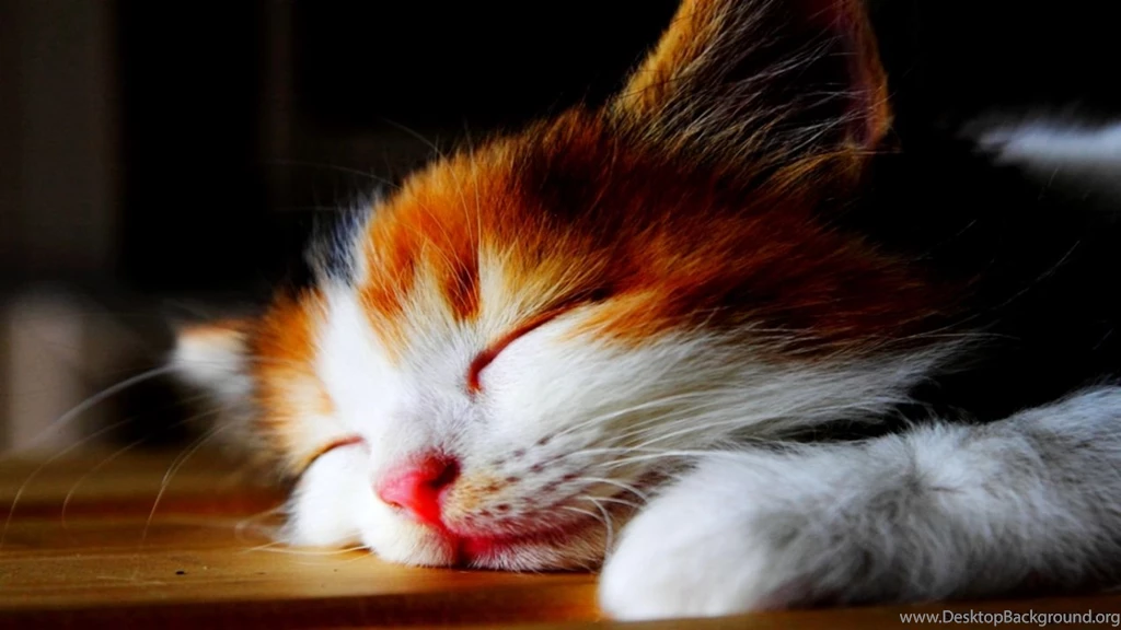 3D Cat Wallpapers Hd