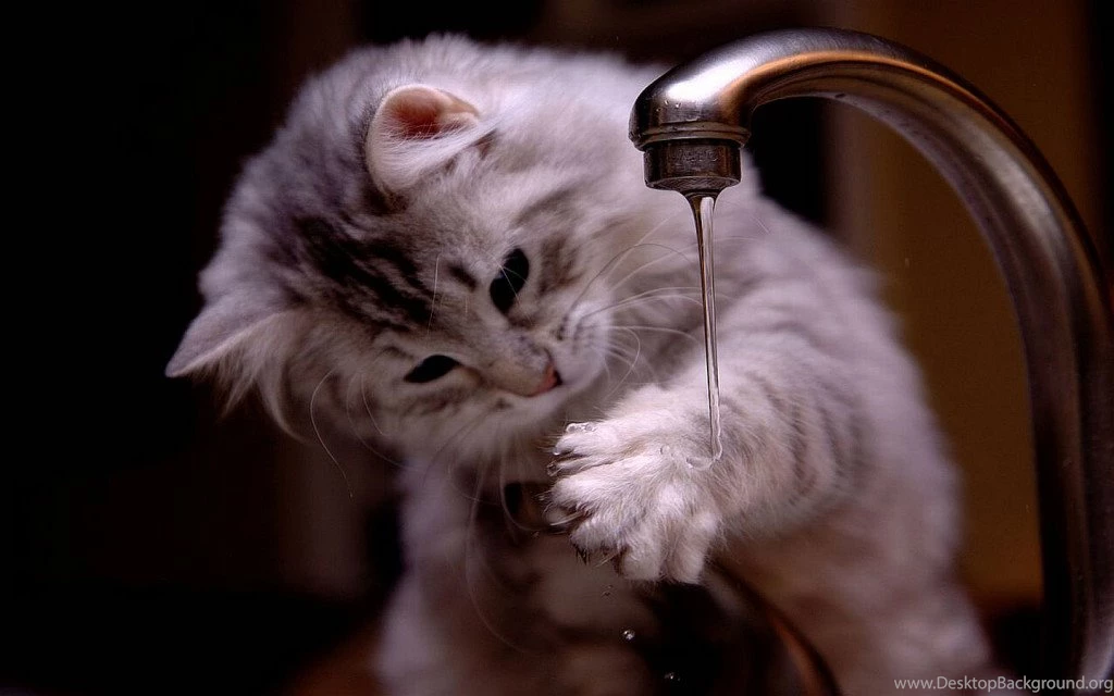 50 HD Cute Cat Wallpapers For Your Desktop