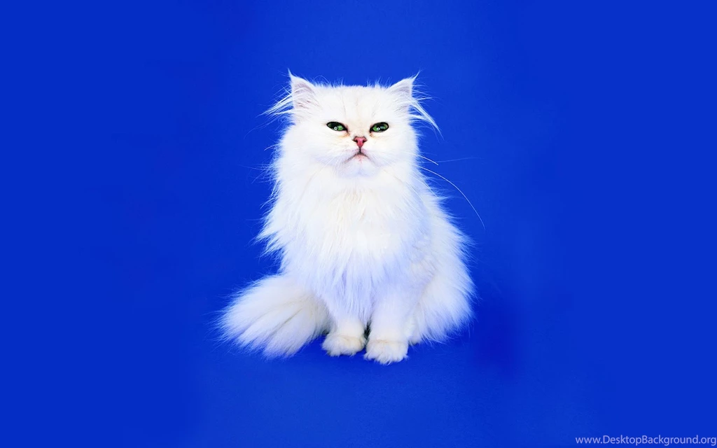 High Resolution Wallpaper: Funny Cats & Dogs Wallpapers