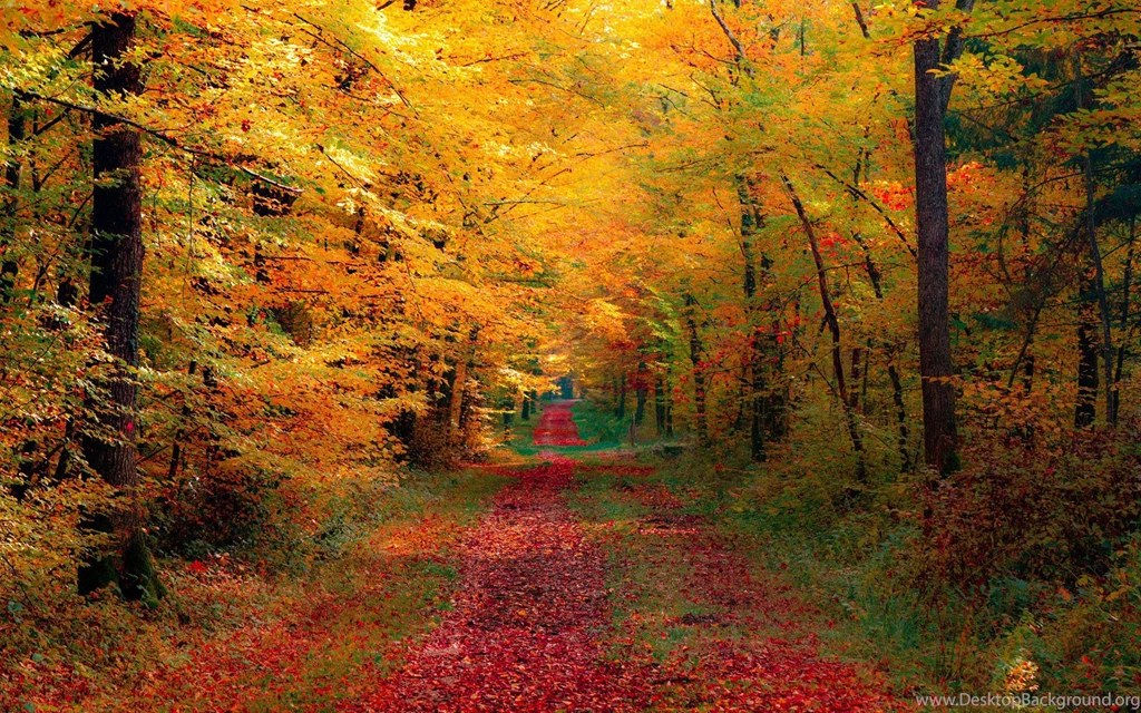 Falling Leaf On Forest Road Wallpapers