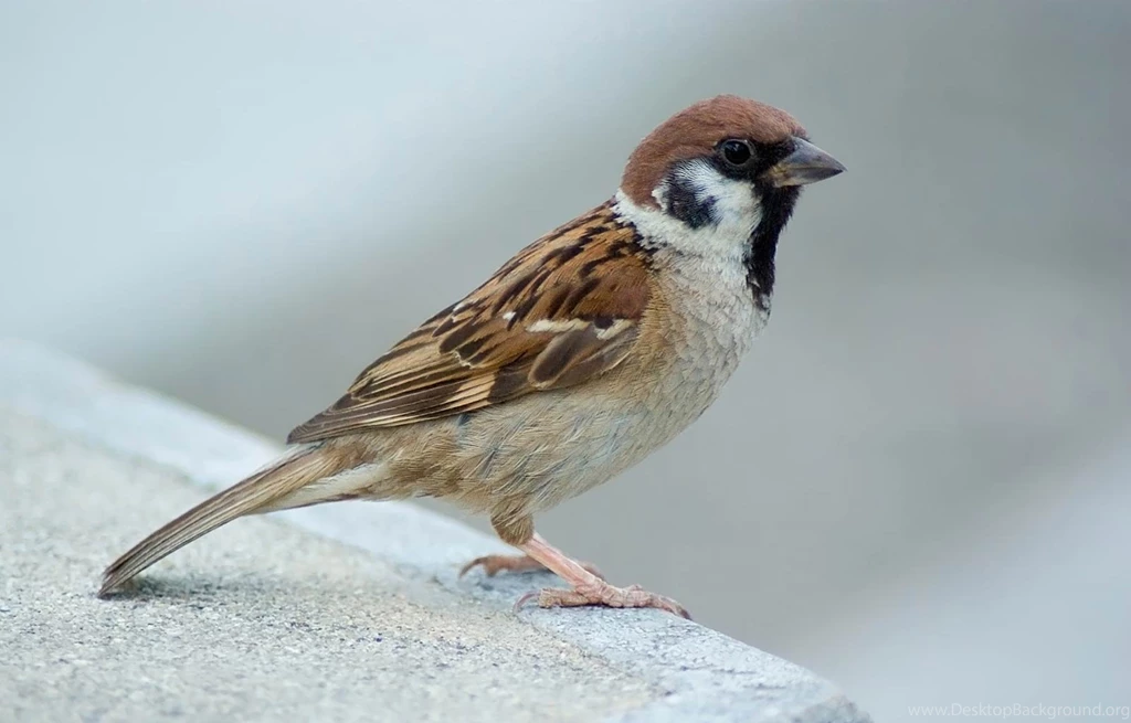 Sparrow Desktop And Mobile Wallpapers Animals Town