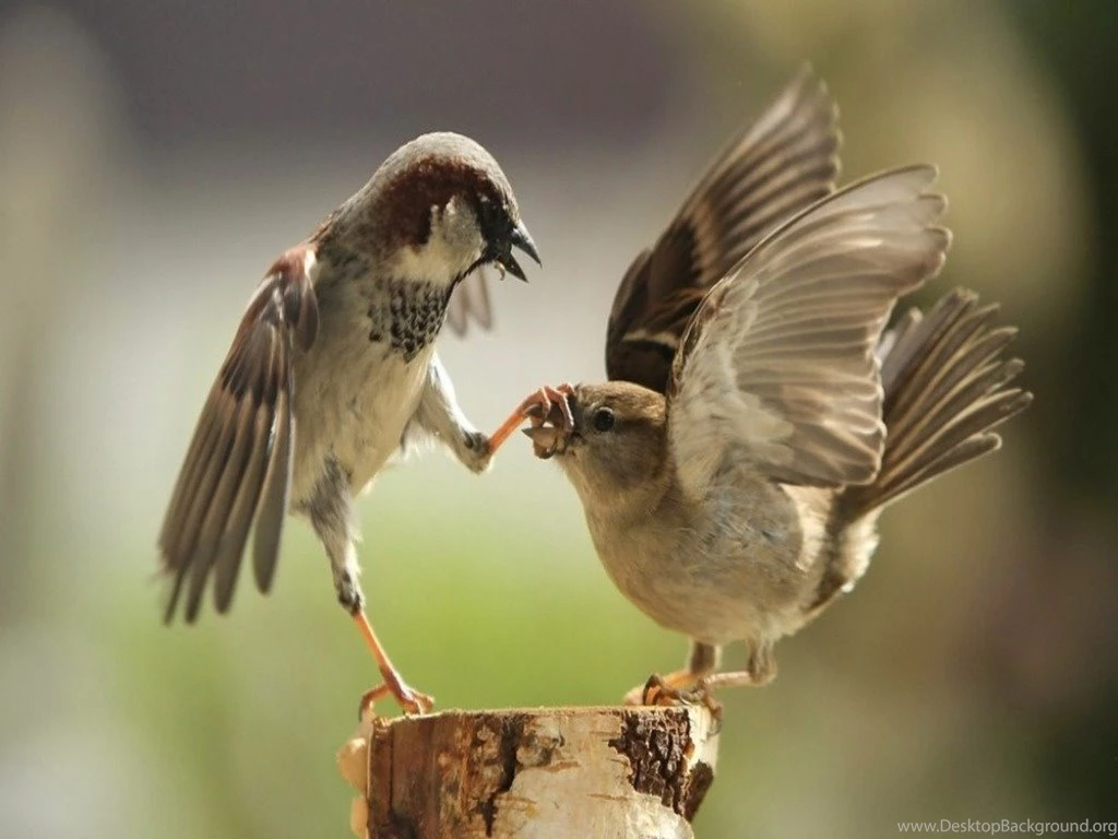 Sparrow wallpaper hd desktop