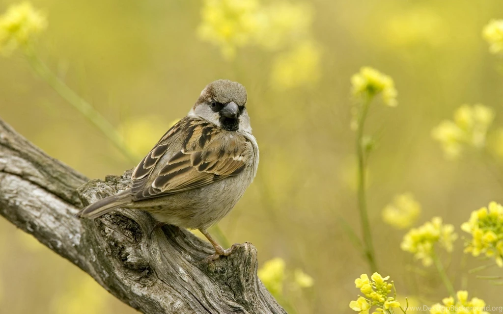 Sparrow Wallpapers HD
